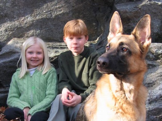 Family Dogs