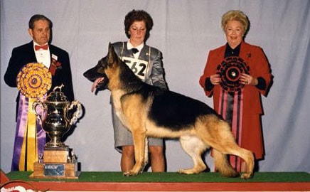 Totana Piper Hill German Shepherd — slide 2