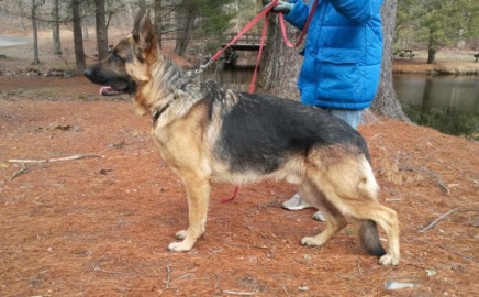 Totana Piper Hill German Shepherd — slide 3