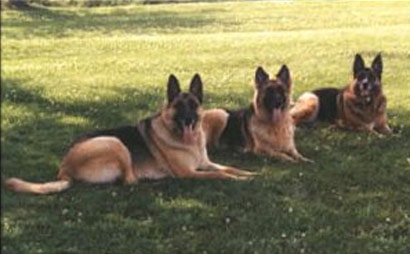 Totana Piper Hill German Shepherd — slide 5
