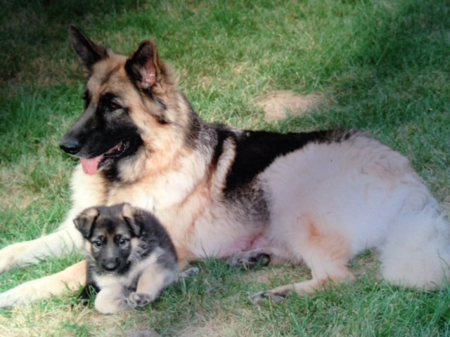 Long coat German Shepherd with puppy resting in grass