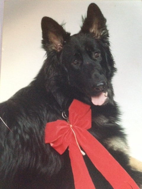 Black long coat German Shepherd with red bow