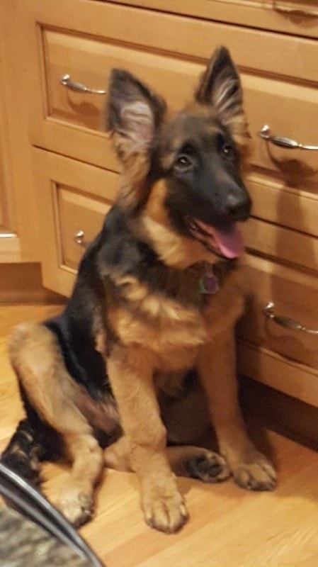 Long coat German Shepherd puppy sitting indoors