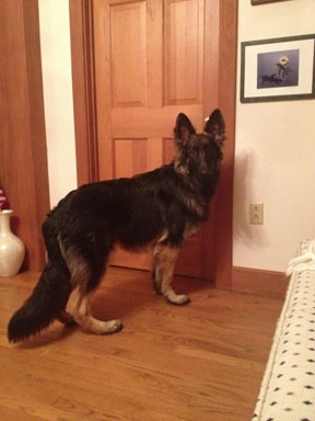 Long coat German Shepherd standing by door indoors