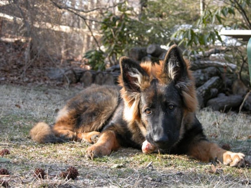 Long coat German Shepherd puppy lying outdoors