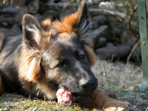 Long coat German Shepherd puppy chewing outdoors