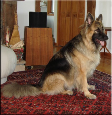 Long coat German Shepherd sitting on rug indoors