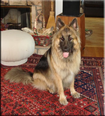 Long coat German Shepherd sitting on rug indoors