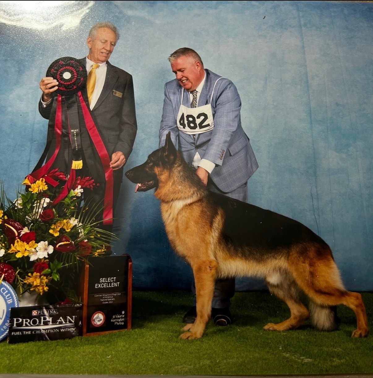 Jack — Select Excellent, GSDCA National Specialty