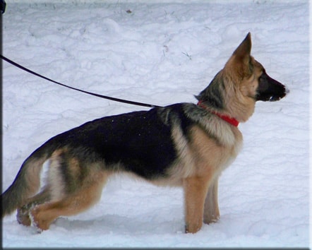 Young Totana Piper Hill German Shepherd standing alert in snow