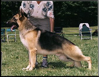 Champion Fellsway Mel Gibson