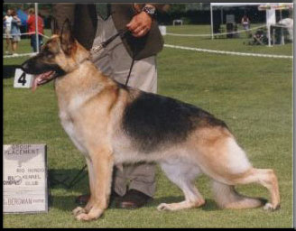 Champion Totana Piper Hill's Val Moran d' Zoni